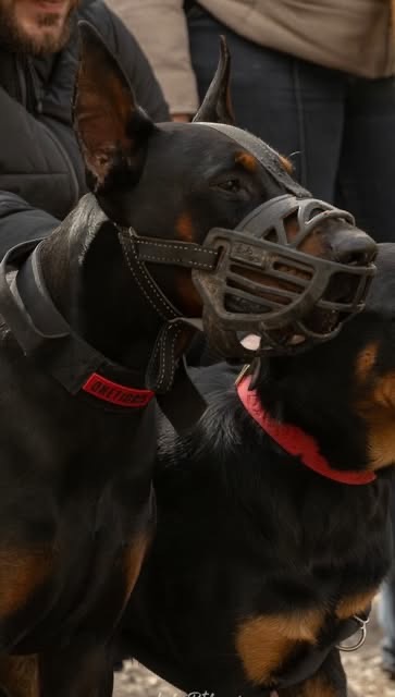 Deux dobermans