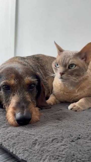 Stan le teckel et Henri le chat, couchés côte à côte